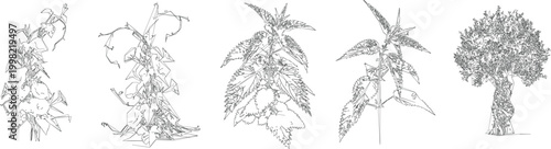 Climbing Vine and Creeper Draw for Vertical Garden CAD Architectural Drawings
