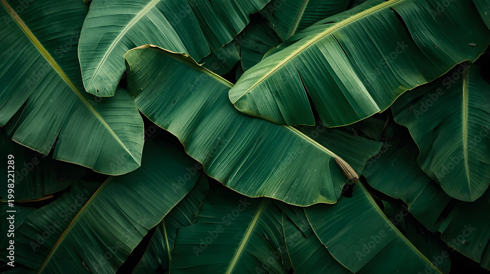 Obraz premium A close-up, overhead view of lush, dark green banana leaves overlapping each other.