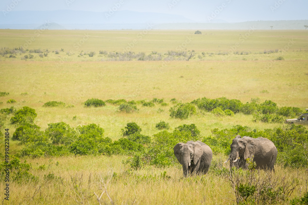 Fototapeta premium Elefantes en Masái Mara, Kenia África