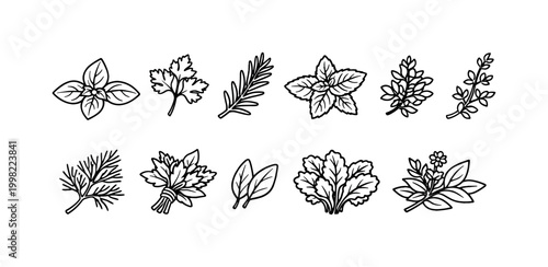 Collection of hand-drawn culinary herbs and spices in a simple line art style