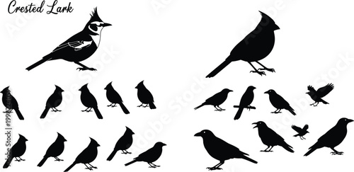 Crested lark bird silhouettes collection featuring various poses and species isolated on white background for wildlife, ornithology, and nature illustration