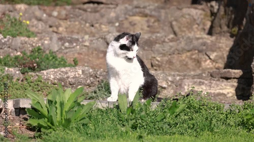 Black and white European shorthair cat walking toward camera in garden after sitting; friendly pet behavior