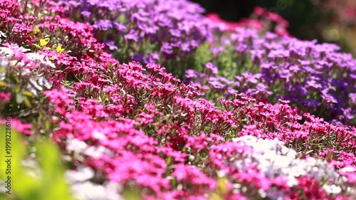 Colorful flowering groundcover plants in spring garden with red and white blooms in ornamental landscape