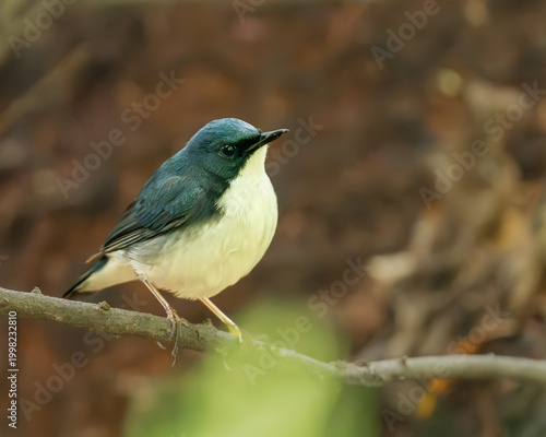 Tapety artystyczne 枝に止まる野鳥