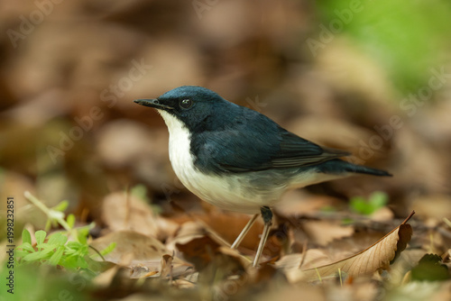 Naklejka 落ち葉の上を歩く野鳥