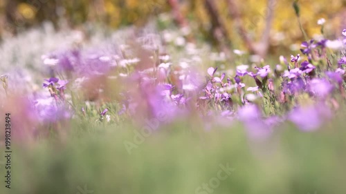 Colorful flowering groundcover plants in spring garden with red and white blooms in ornamental landscape