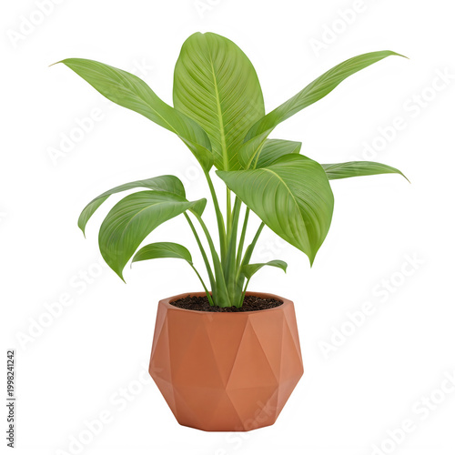Lush green plant in geometric pot
