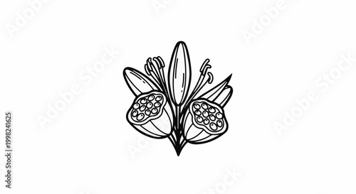 Stylized black and white illustration of two opened seed pods with seeds
