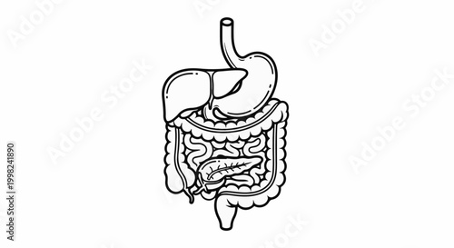 Stylized line art of human digestive system with liver, stomach, intestines