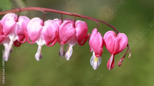 Bleeding heart Lamprocapnos spectabilis flowers moving in wind with pink blossoms spring garden detail