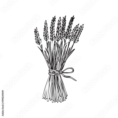 Whimsical doodle cereal grains bunch tied with rope line art illustration