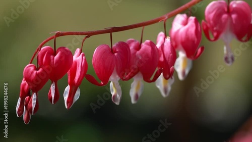 Bleeding heart Lamprocapnos spectabilis flowers moving in wind with pink blossoms spring garden detail