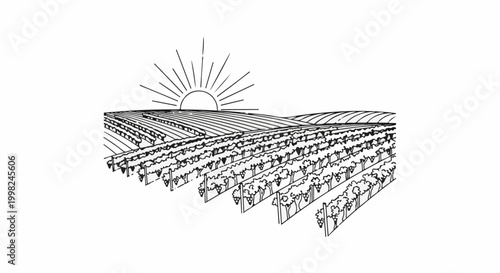Stylized illustration of a vineyard with rolling hills and a rising sun