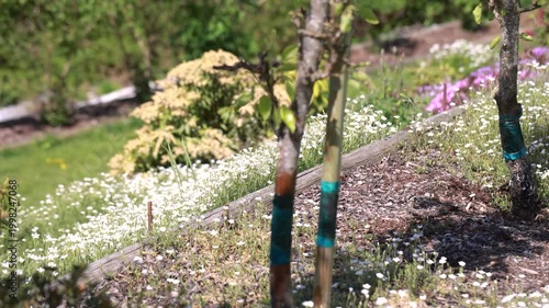 Columnar apple tree Malus domestica in bloom with white blossoms in spring garden orchard detail