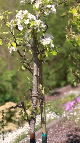 Columnar apple tree Malus domestica in bloom with white blossoms in spring garden orchard detail
