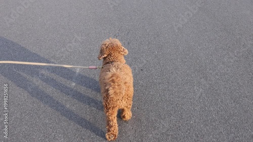 Golden puppy walks slowly under hot sun casting dark shadow on street surface