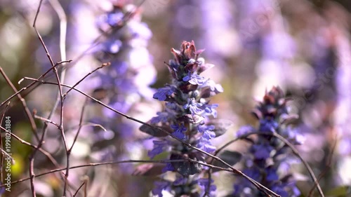 Blooming bugle Ajuga reptans with violet blue flowers closeup in spring garden ground level detail