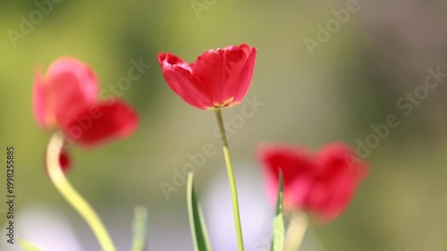 Blooming red tulips in spring garden with soft bokeh and delicate floral detail in warm sunlight