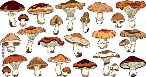 Collection of assorted brown and orange mushrooms with white stems, illustrated fungi forest nature