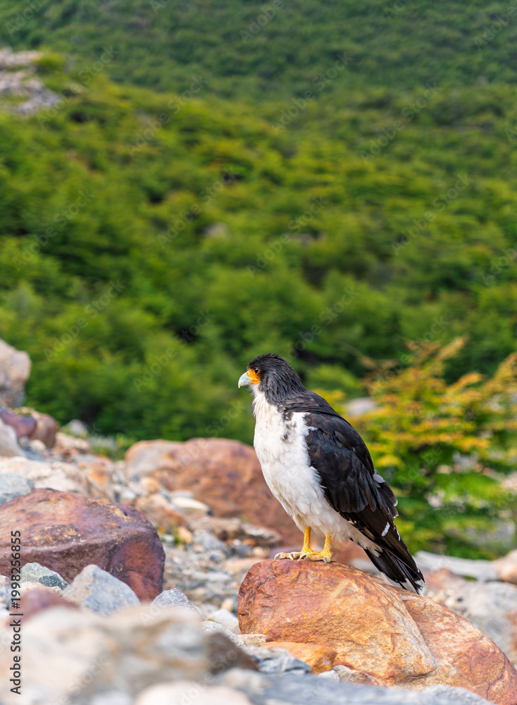 Fototapeta premium A beautiful wild hawk-like Caracara observing its surroundings from a rocky outcrop in the mountains, highlighting the raw beauty of Patagonian avian fauna
