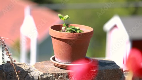 Young strawberry plant in terracotta pot on garden wall in spring with fresh green leaves and sunny background