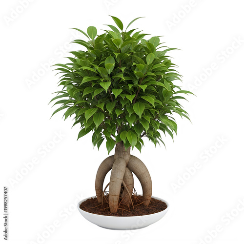 Decorative bonsai tree in a white ceramic pot