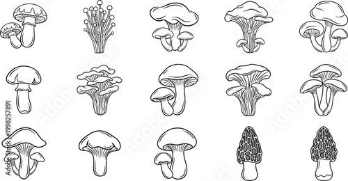 Collection of diverse black and white mushroom with detailed caps and stems fungi outline edible