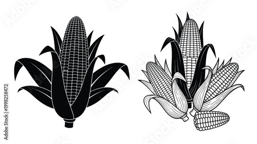 Detailed illustration of corn stalks and cobs black and white silhouette