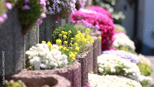 Colorful flowering groundcover plants in spring garden with red and white blooms in ornamental landscape