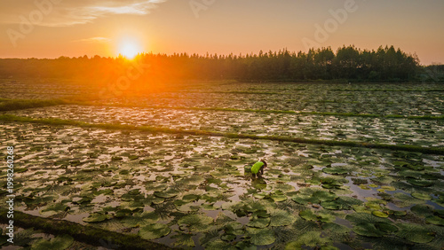 Tableau sur toile A farmer working in euryale ferox fields at Suzhou Water Eight Immortals Ecologi