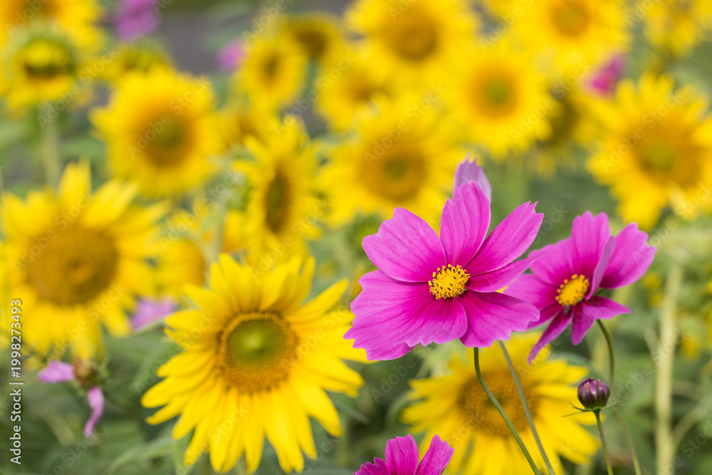 Fototapeta premium ひまわり畑の中に咲くピンクのコスモスの花 