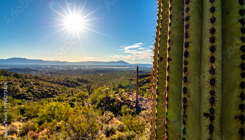 Detailed macro view of saguaro cactus ribs and thorns under clear sky