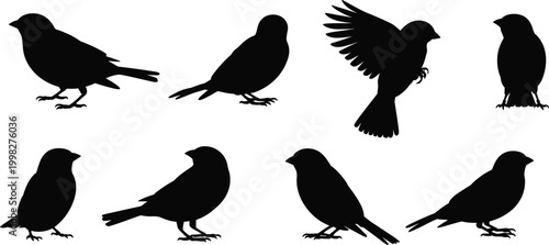 Collection of black bird silhouettes featuring perched and flying avian shapes, minimal vector illustration set isolated on white background for design and branding use
