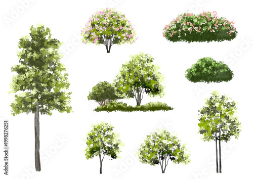 	
Vector watercolor of tree side view isolated on white background for landscape and architecture drawing, elements for environment and garden, painting botanical for section