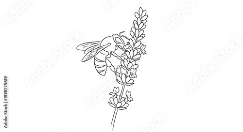 Bee on a lavender flower branch.