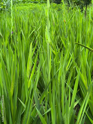 Gladiolus stems grow in the field, young green leaves with flower stems.