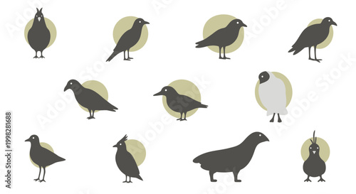 Group of birds standing together.