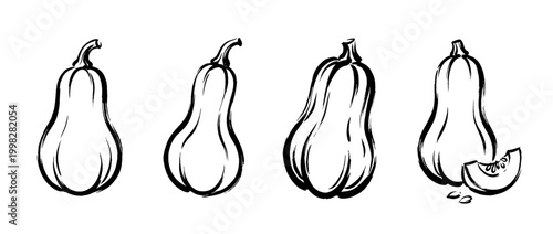 butternut squash , Traditional Chinese Brush , strokes swirl style