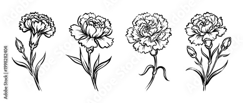 carnation , Traditional Chinese Brush , strokes swirl style