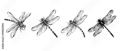 dragonfly , Traditional Chinese Brush , strokes swirl style