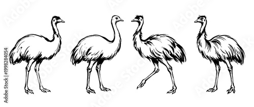 emu , Traditional Chinese Brush , strokes swirl style