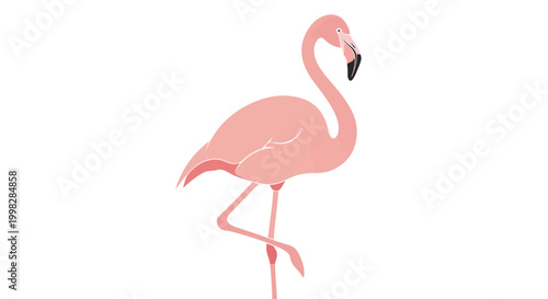 Pink Flamingo Bird Standing Alone.
