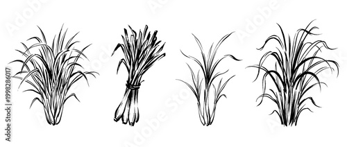 lemongrass , Traditional Chinese Brush , strokes swirl style