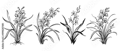 orchid , Traditional Chinese Brush , strokes swirl style