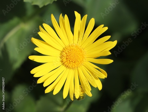 Foto Doronicum orientale (leopard's bane) blooming in spring