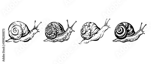 snail , Traditional Chinese Brush , strokes swirl style