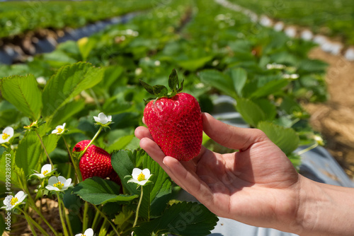 A hand holds a large, fresh, ripe red strawberry in a field.