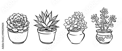succulent , Traditional Chinese Brush , strokes swirl style