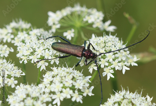 Moschusbock - Musk beetle