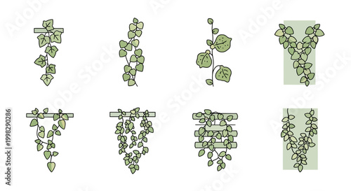 Variety of green leafy vine designs.